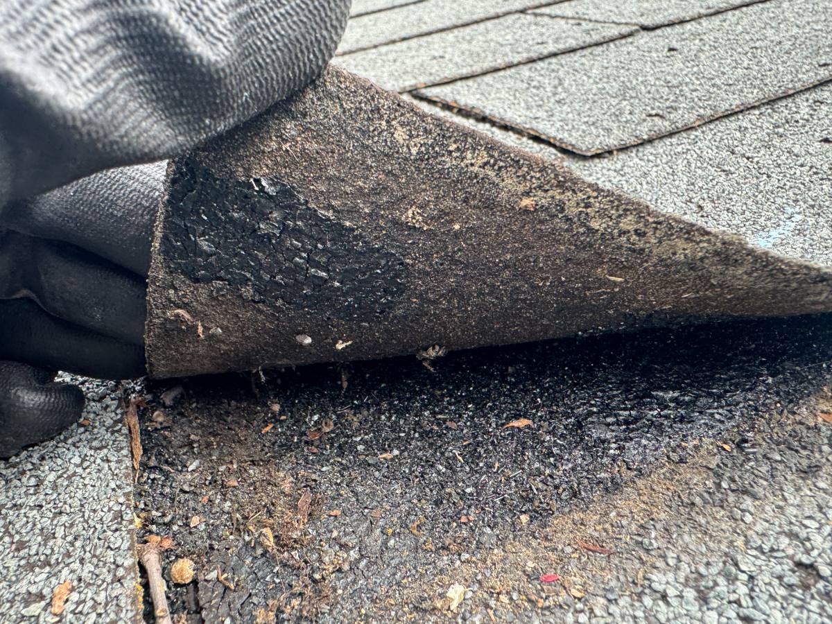 Lifted shingle showing a broken sealant bond with crazed asphalt at the bond line