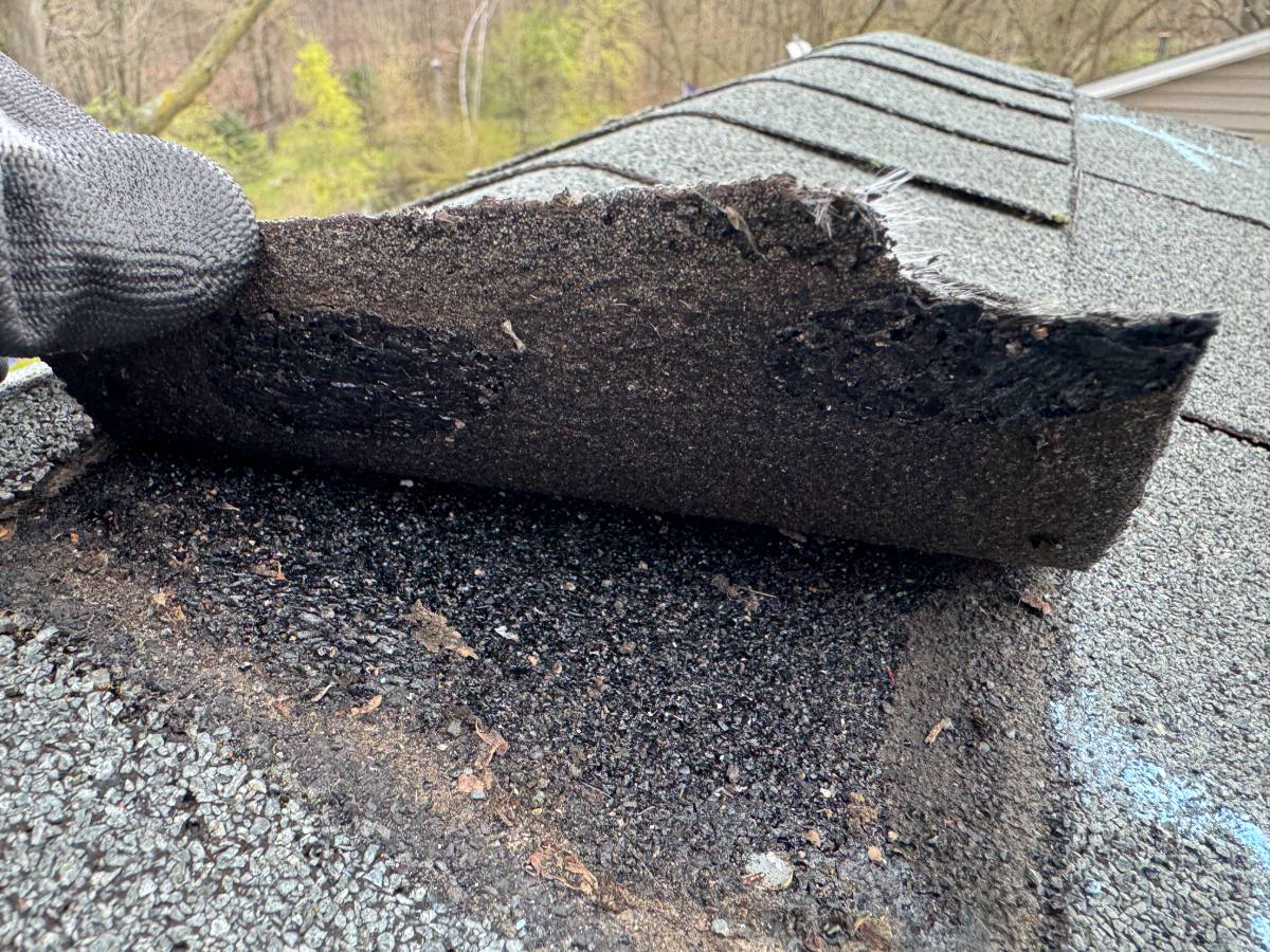 Lifted asphalt shingle showing a failed sealant bond and torn mat