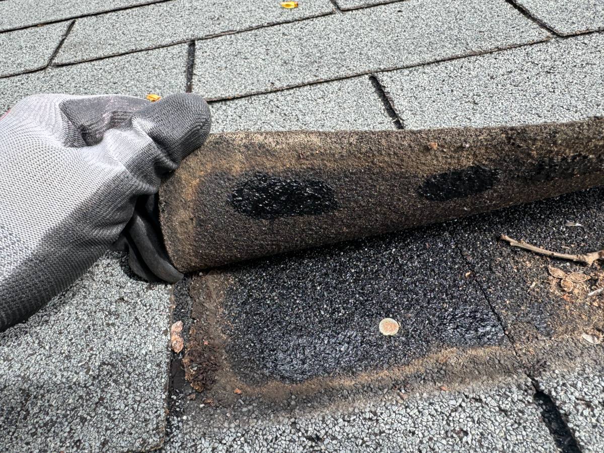 Lifted asphalt shingle showing the sealant strip separated cleanly from the course below